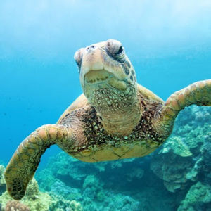 Meet your Posher, Armando